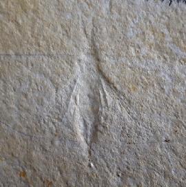 Solnhofen - Insekten - Myrmicium schroeteri GERMAR 1839